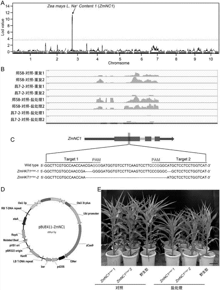 Corn salt-resistant main-effect QTL (Quantitative Trait Loci) as well as related genes, molecular markers and application thereof