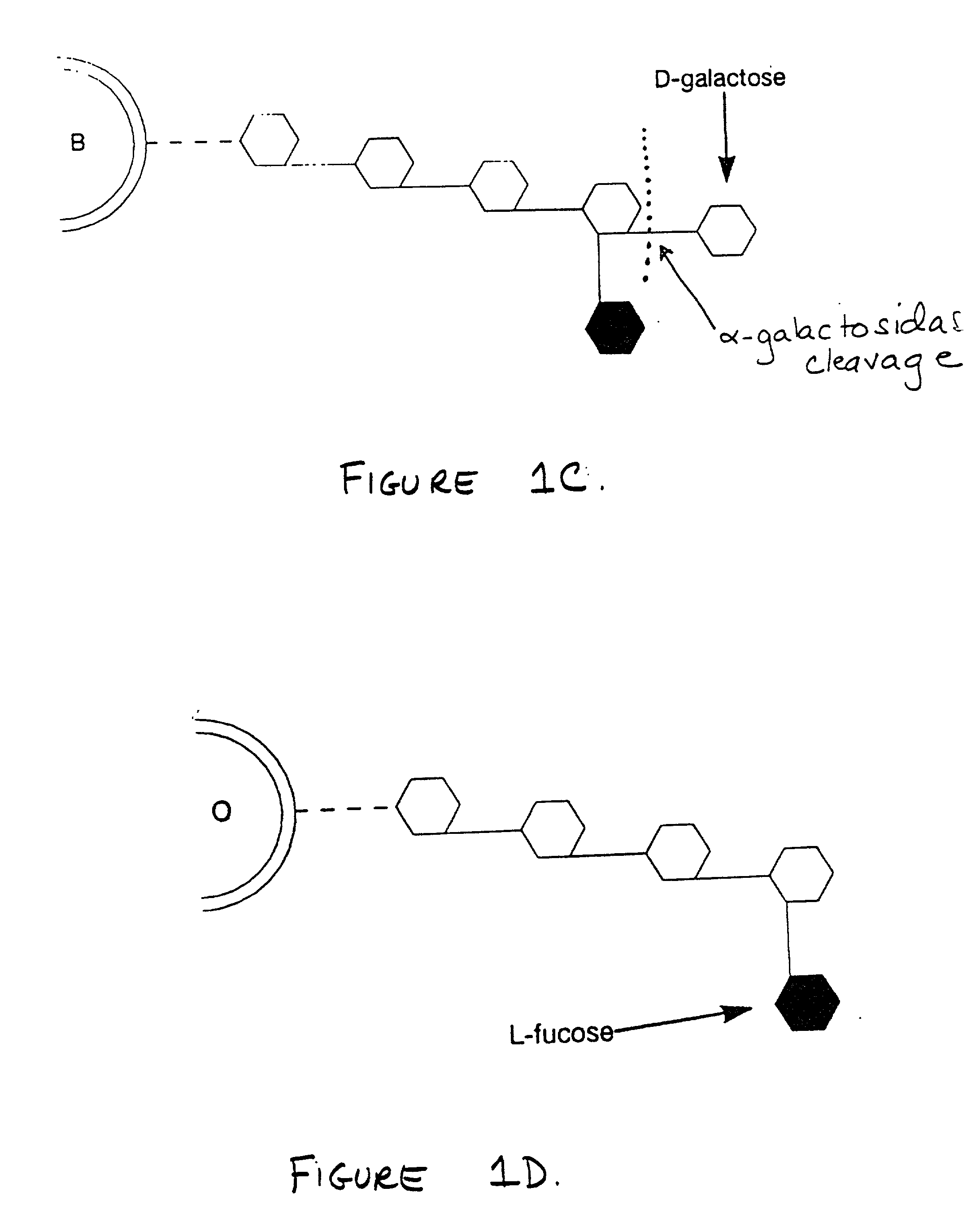 Method for conversion of blood type