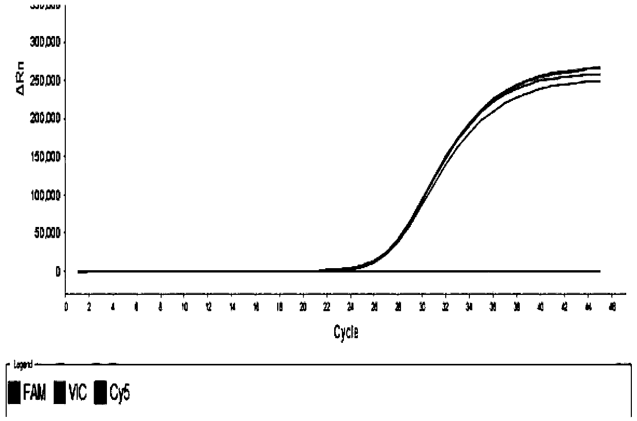 Human parvovirus and humanbocavirus double real-time fluorescent PCR detection primer, probe and reagent kit, and detection method