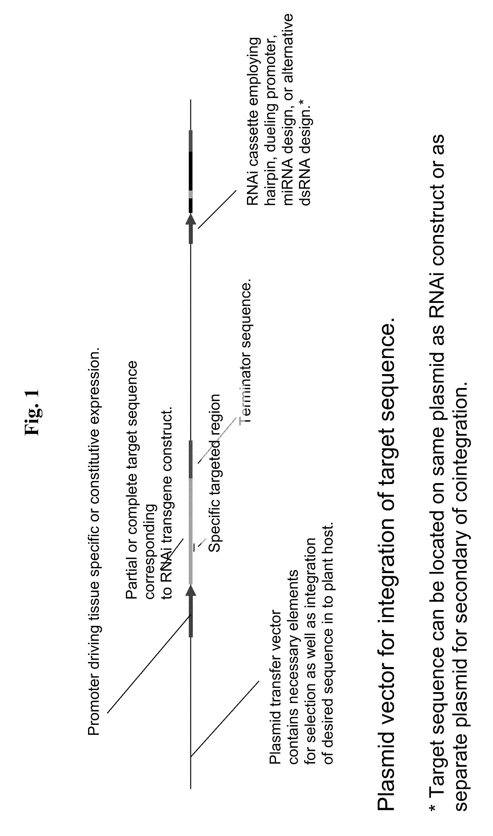 Compositions and methods for the suppression of target polynucleotides