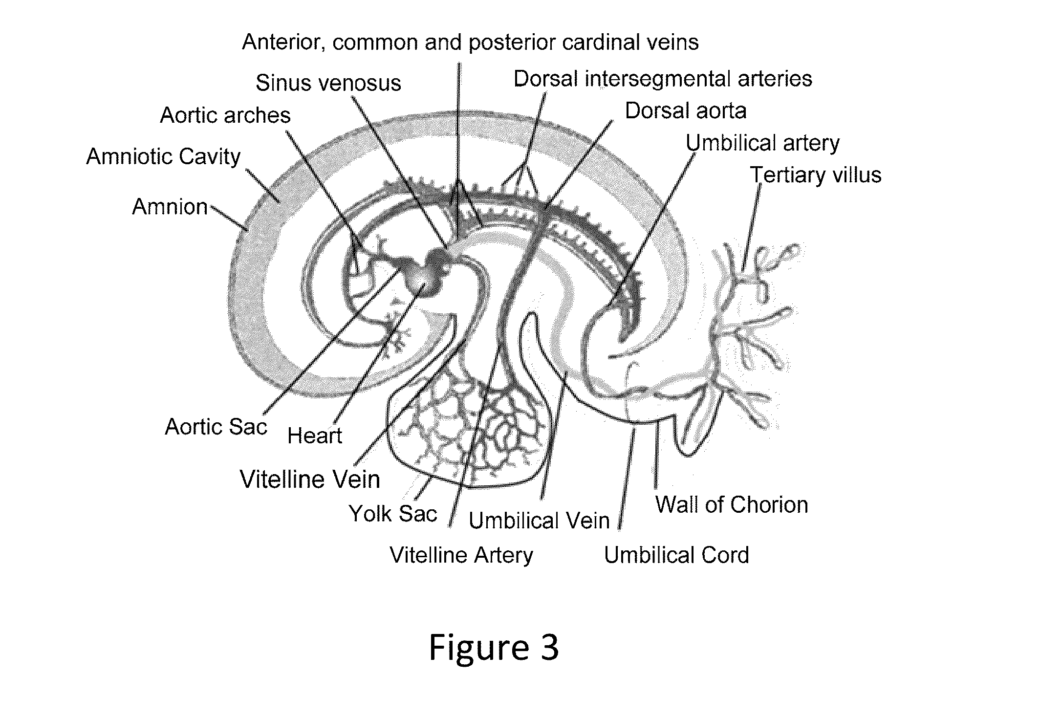 Method and composition for modulating canonical wnt pathway using folate and inositol