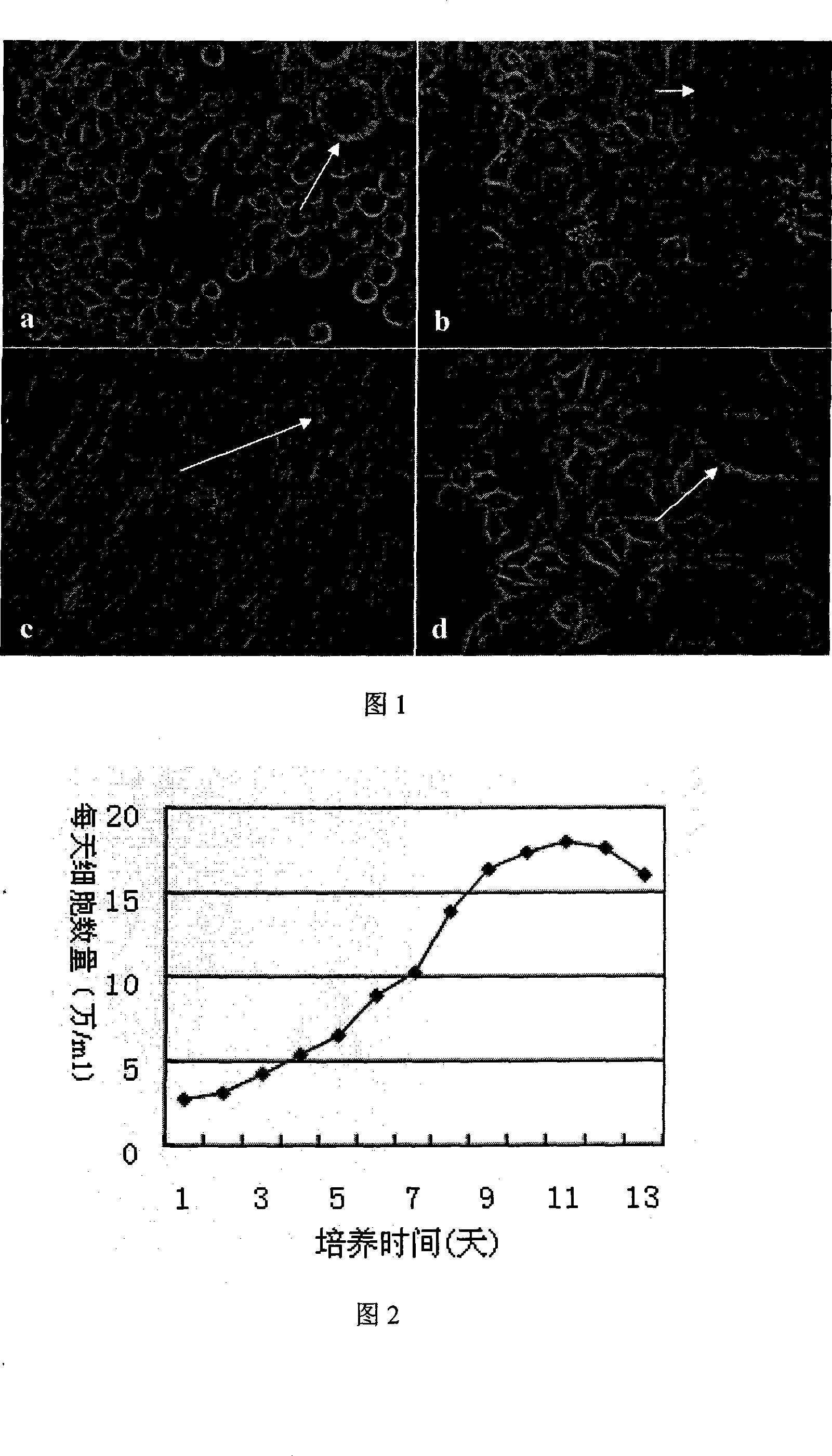 Insect epidermis cell line as well as construction method and use thereof