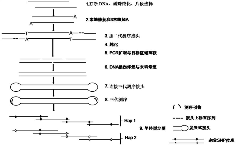 Noninvasive prenatal haplotype construction method based on long-fragment DNA capture and third-generation sequencing