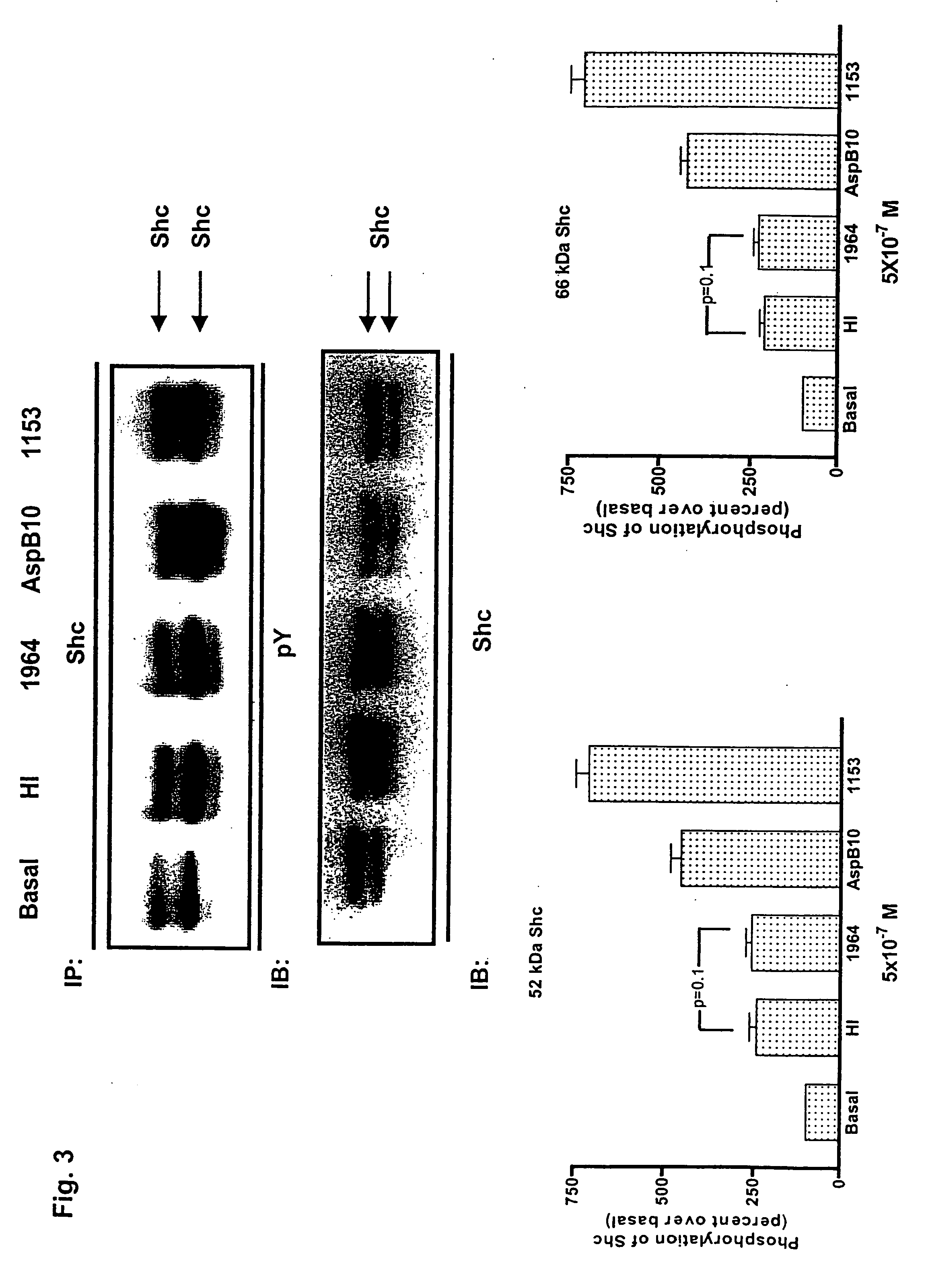 Method of activating insulin receptor substrate-2 to stimulate insulin production