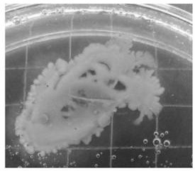 Bacillus megatherium and application of fermentation liquor of bacillus megatherium to promoting plant germination