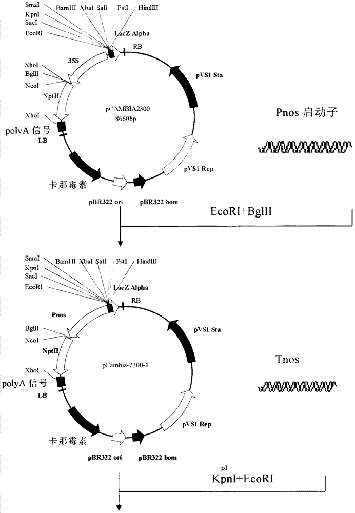 A kind of cotton ATP hydrolase atpase-1 and its coding gene and application