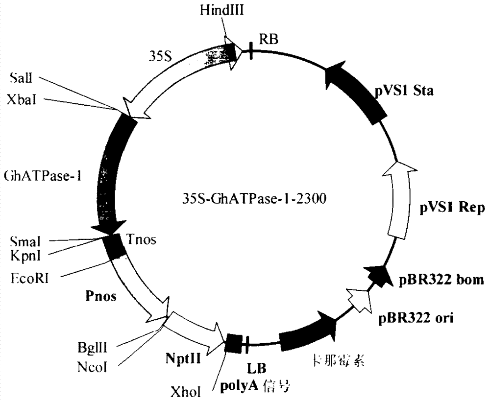 A kind of cotton ATP hydrolase atpase-1 and its coding gene and application