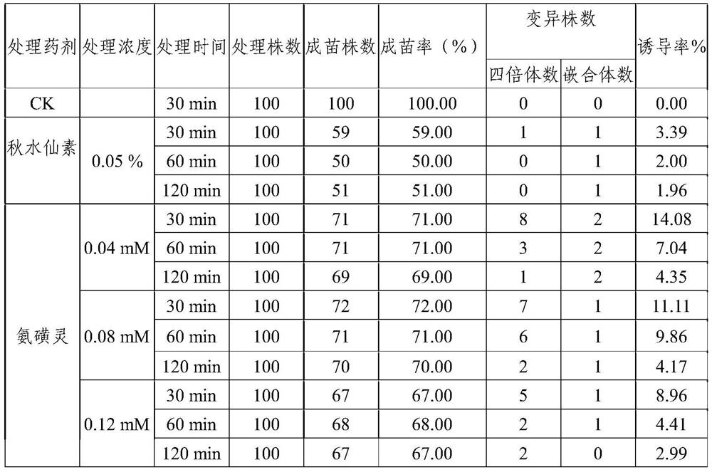 A kind of induction method of rubber grass tetraploid plant