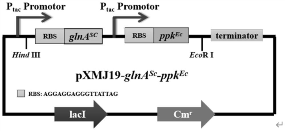 Recombinant corynebacterium glutamicum and application thereof in production of L-glutamine