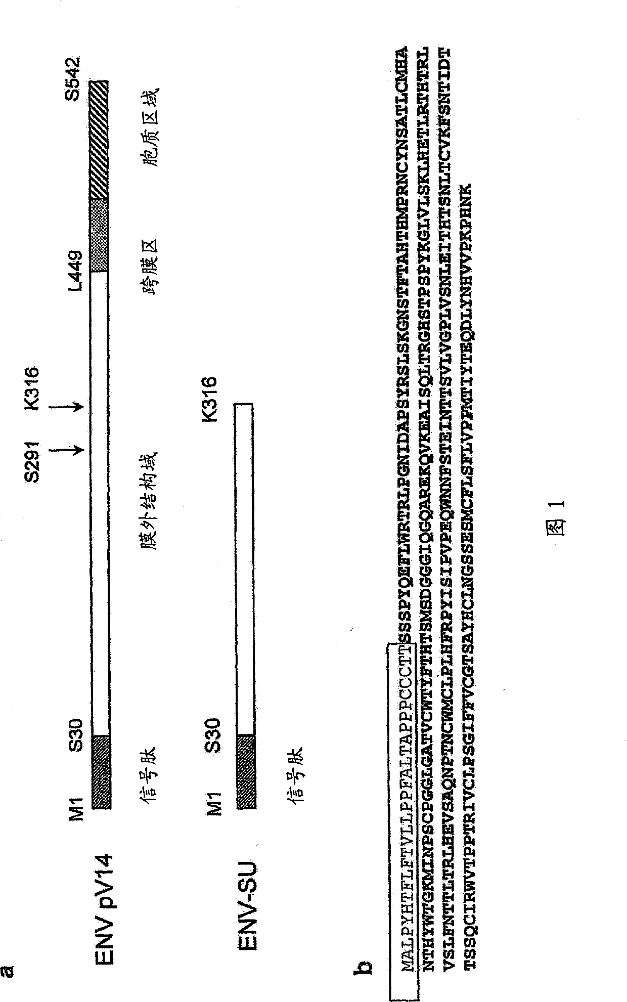 Pharmaceutical use of anti-TLR4 antibody