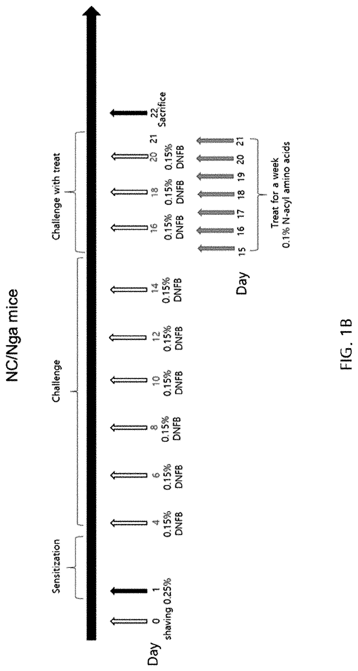 Composition for treating atopy or pruritus comprising n-acetyl or n-acyl amino acid