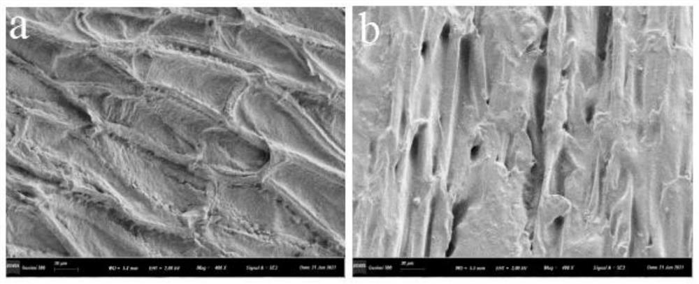 Platycodon grandiflorum polysaccharide extraction method based on micro-thermal blasting wall surface