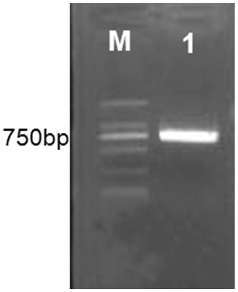 A kind of L. striatellus gene lsecp1 and its coding product and application