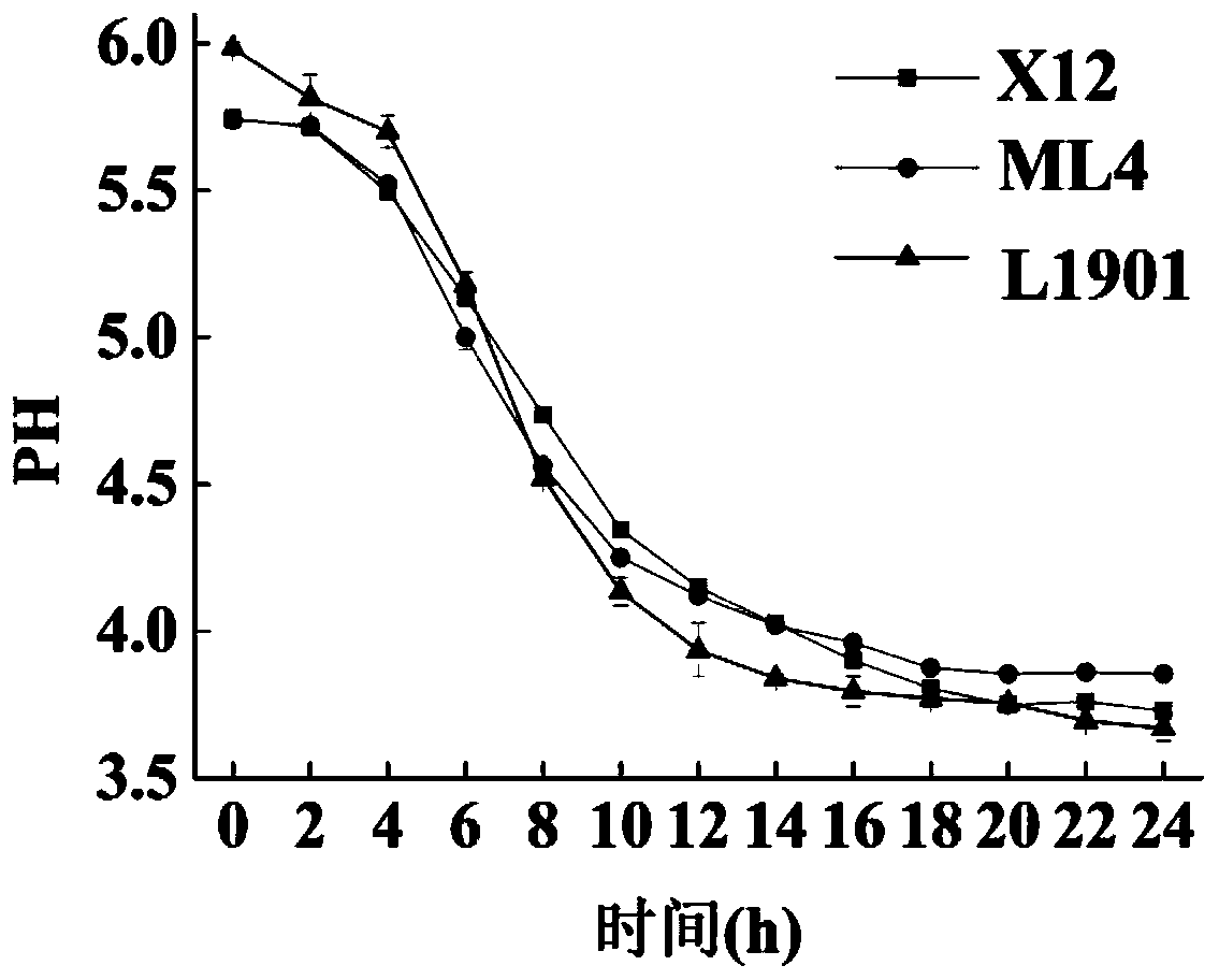 Method for reducing biogenic amine through cyclic rice soaking by inoculating lactobacillus plantarum not generating biogenic amine