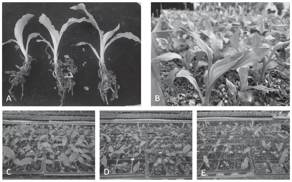 Non-symbiotic germination method for seeds of rare and endangered plant calanthe davidiana