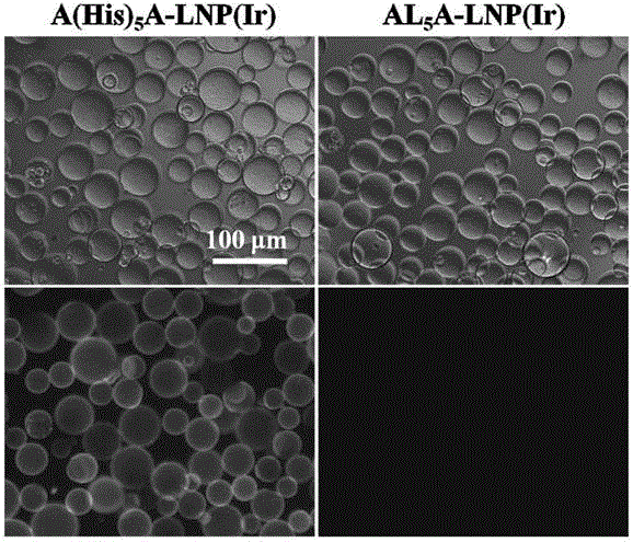 Polypeptide, lipoprotein-like nano particle and application thereof