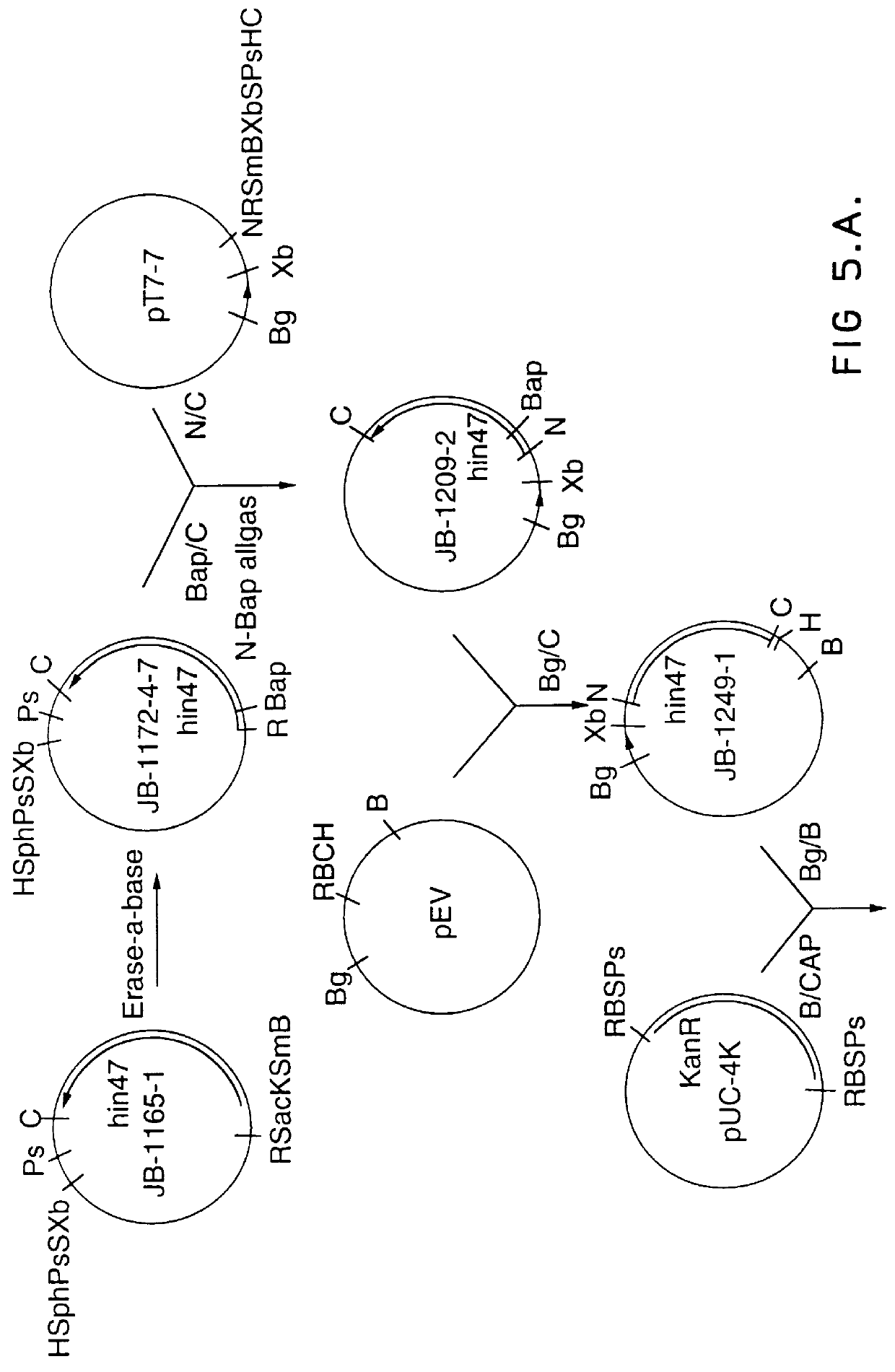 Analog of Haemophilus Hin47 with reduced protease activity