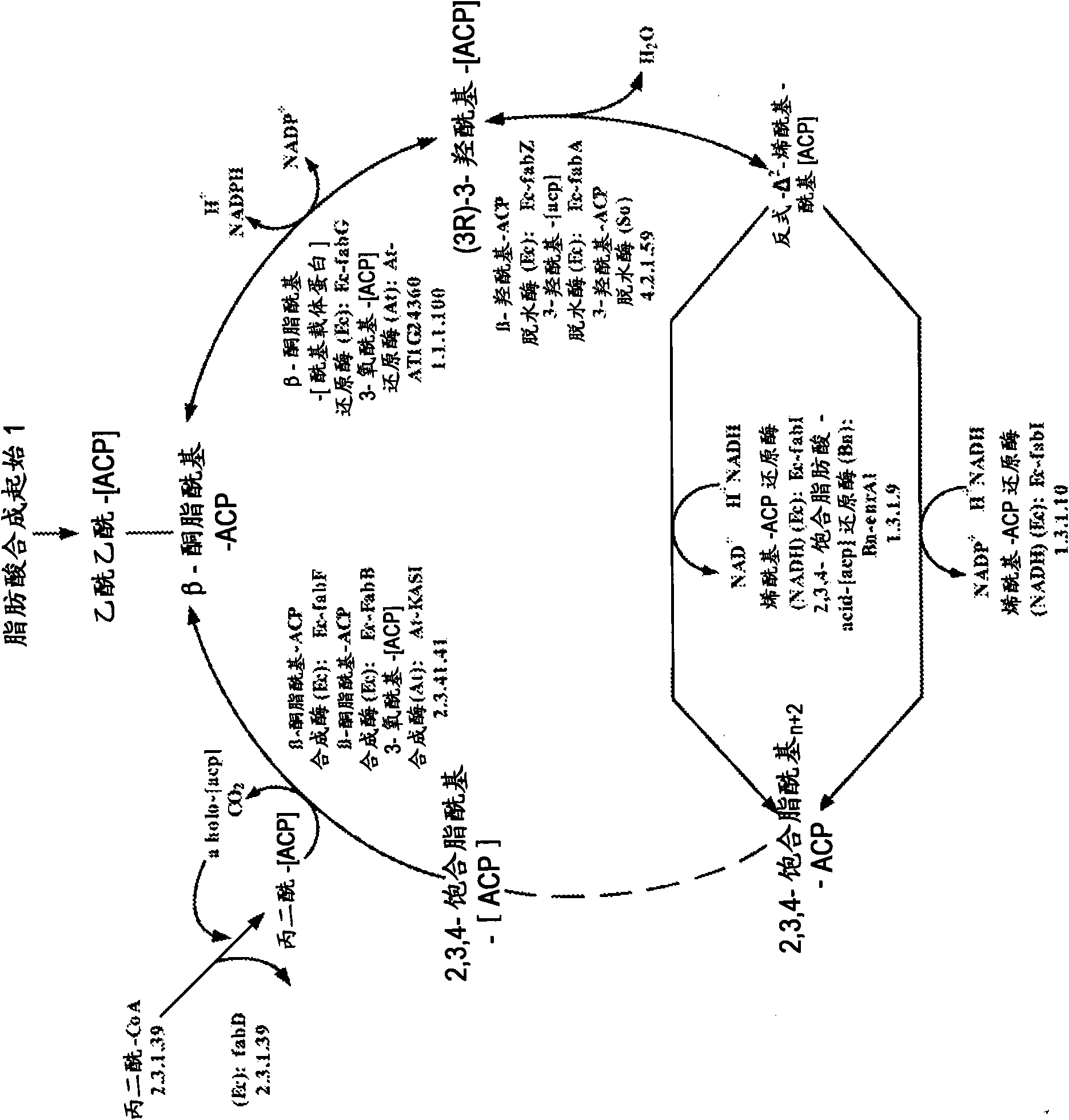 Method for producing 3-hydroxypropionic acid and other products