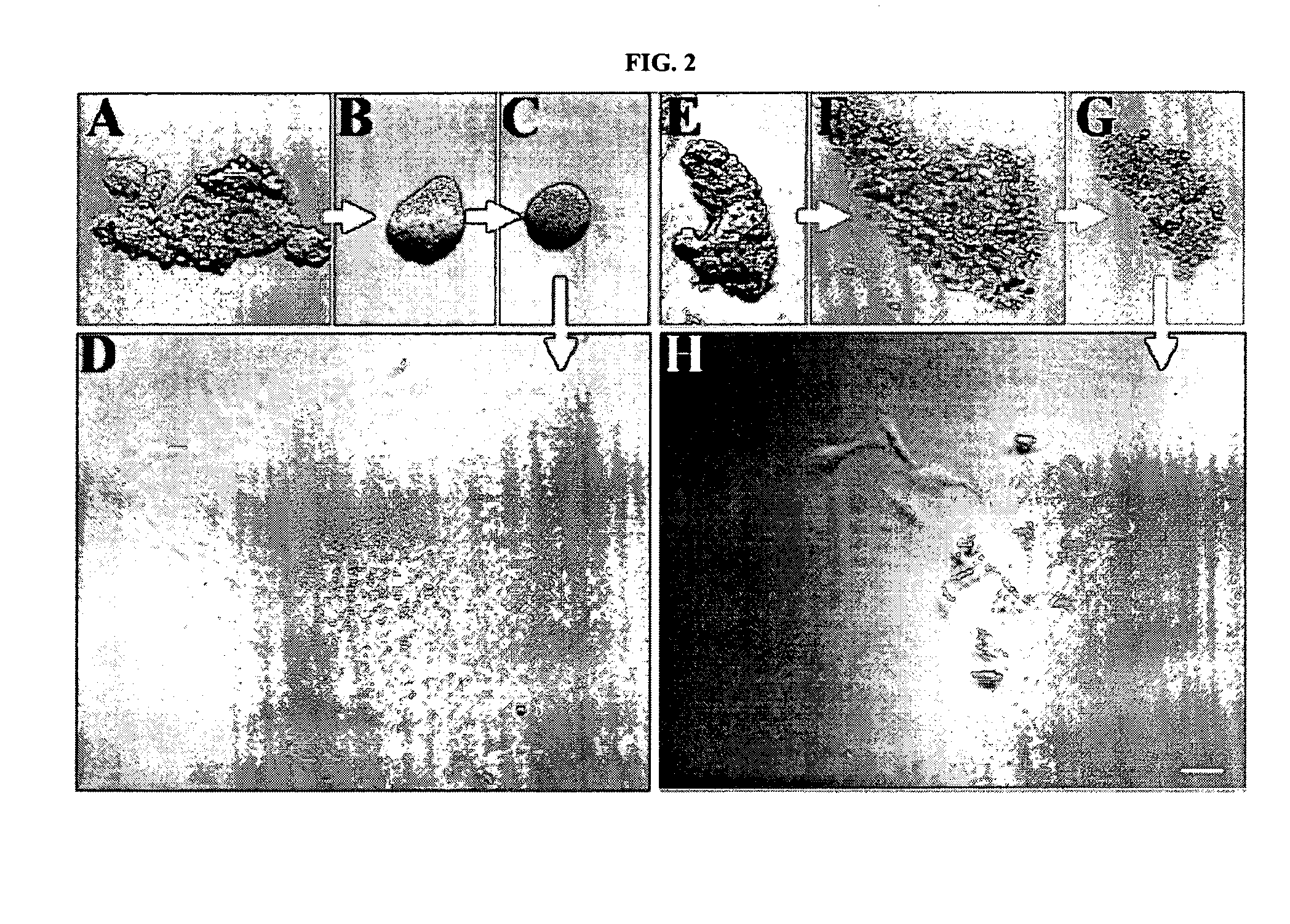 RNAi Methods and Compositions for Stimulating Proliferation of Cells with Adherent Functions