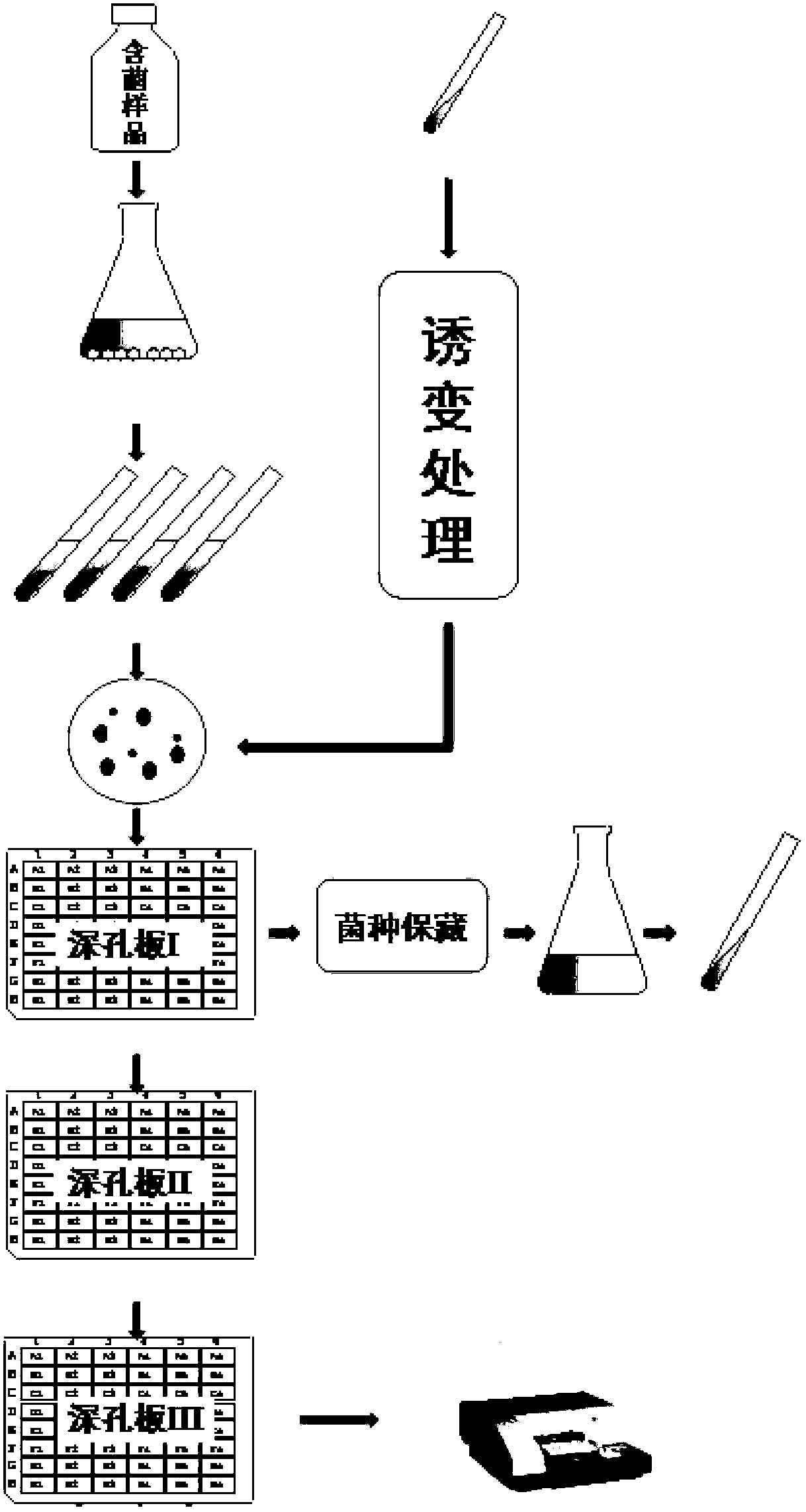 High throughput screening method of aminopeptidase and high-yield strain thereof