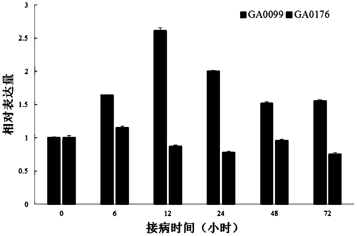 Cotton verticillium wilt resistance related protein garpl18 and its coding gene and application