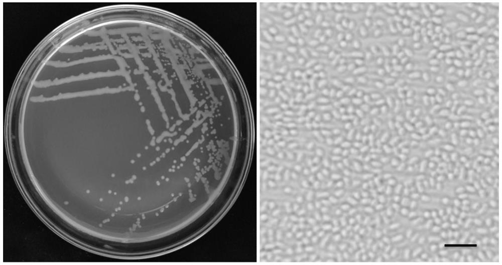 Pan.vagans capable of efficiently antagonizing penicillium and botrytis cinerea and application of Pan.vagans in kiwi fruit storage