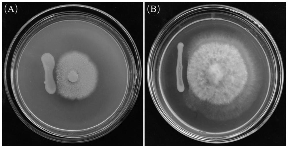 Pan.vagans capable of efficiently antagonizing penicillium and botrytis cinerea and application of Pan.vagans in kiwi fruit storage