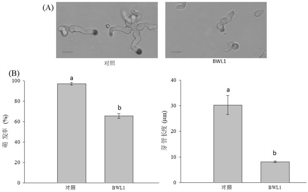 Pan.vagans capable of efficiently antagonizing penicillium and botrytis cinerea and application of Pan.vagans in kiwi fruit storage