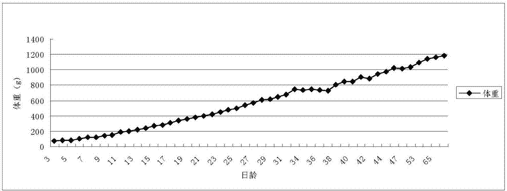 Artificial auxiliary breeding method for hornbill