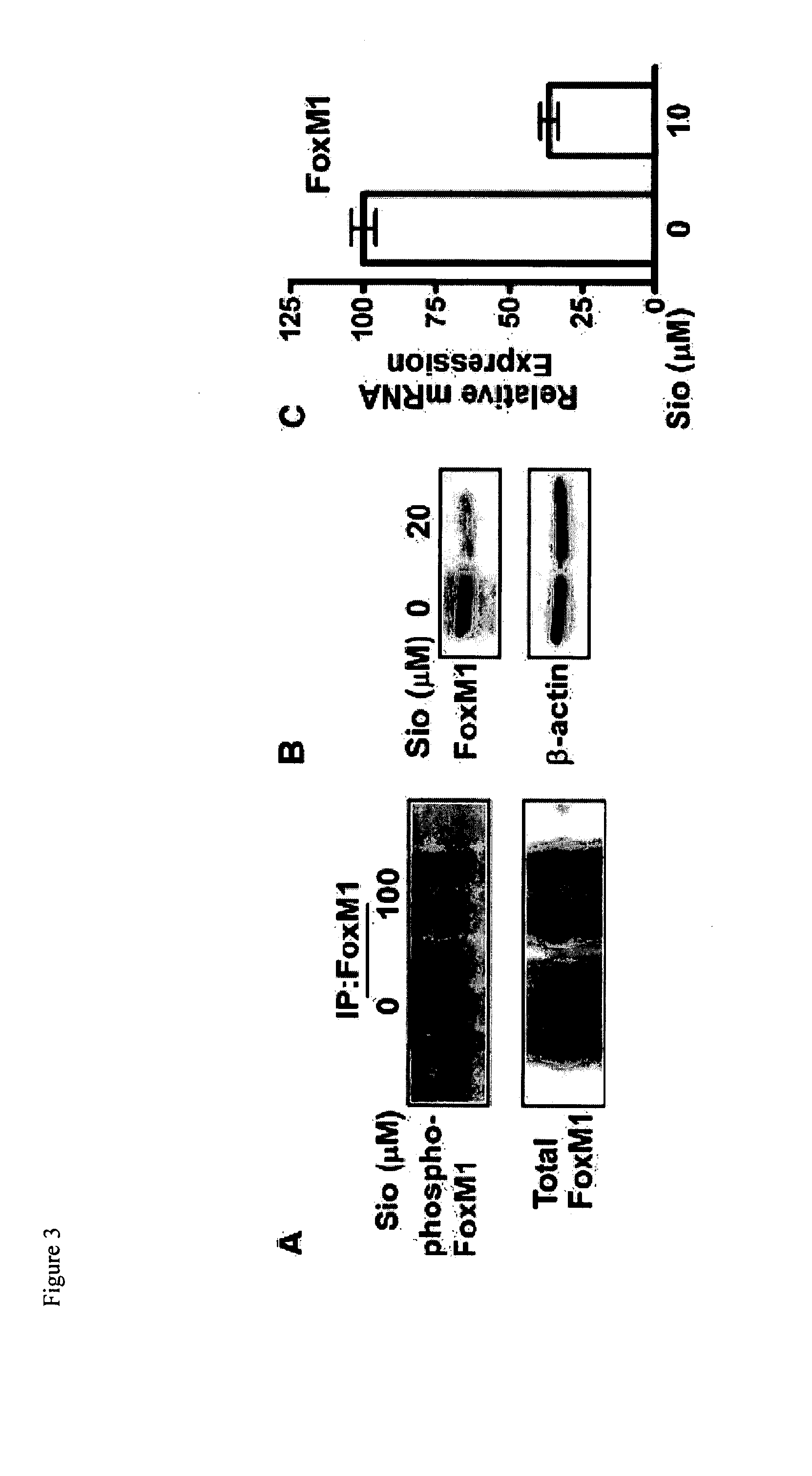 Identification and use of agents that modulate oncogenic transcription agent activity