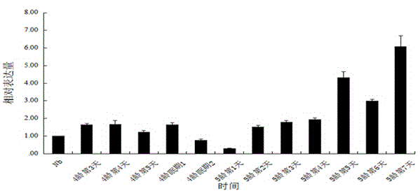 Application of septin1 gene to detection of nosema bombycis