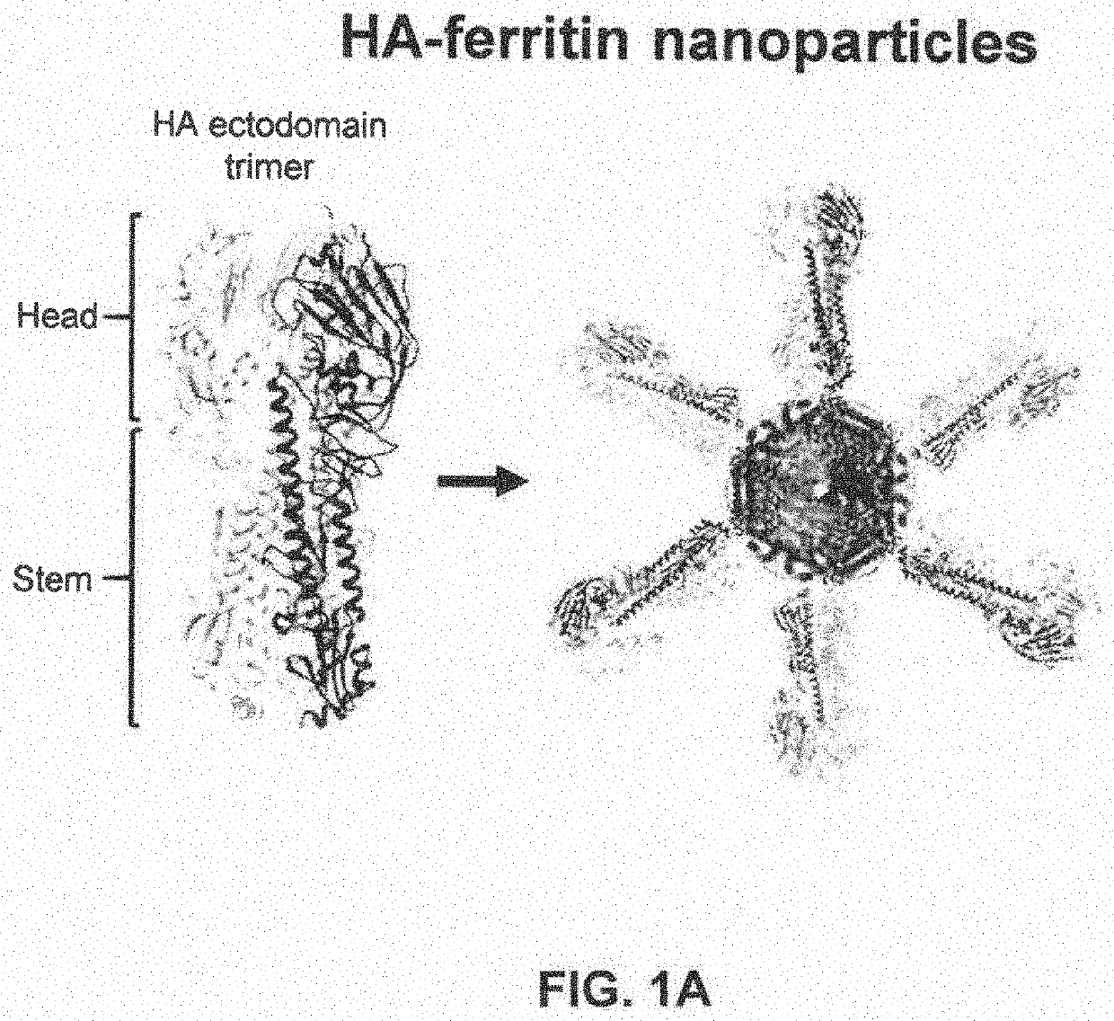 Stabilized group 2 influenza hemagglutinin stem region trimers and uses thereof