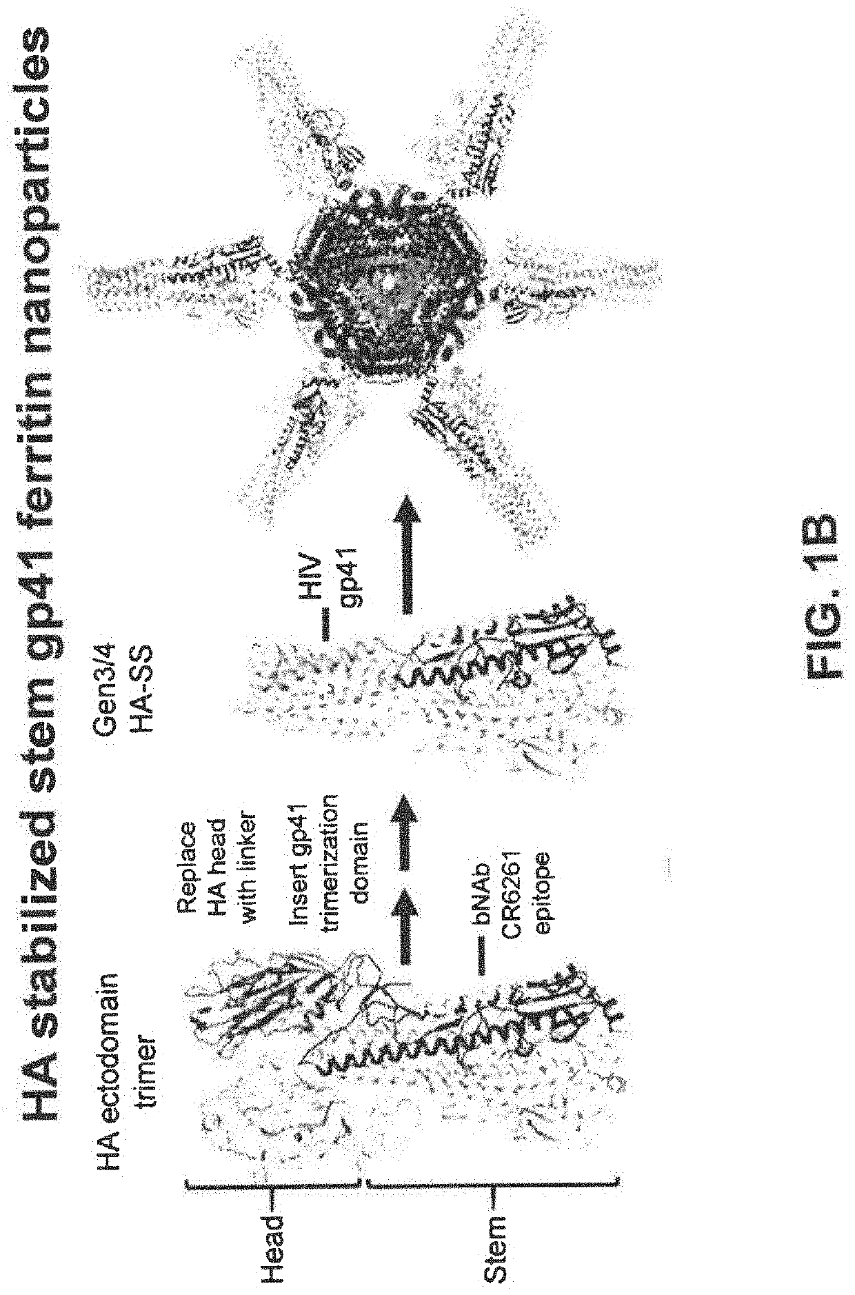 Stabilized group 2 influenza hemagglutinin stem region trimers and uses thereof
