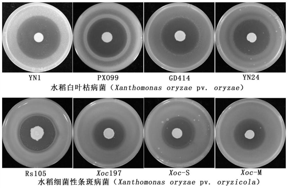 Bacillus altitudinis ST15 for antagonizing xanthomonas oryzae and application of bacillus altitudinis ST15