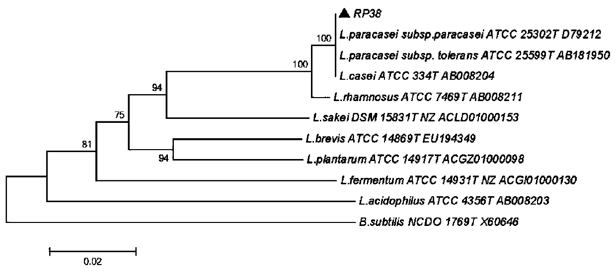 Lactobacillus paracasei subsp.paracasei RP38