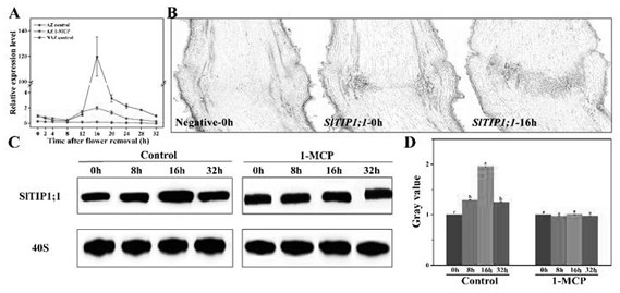 Tomato aquaporin SlTIP1;1for regulating flower stalk shedding