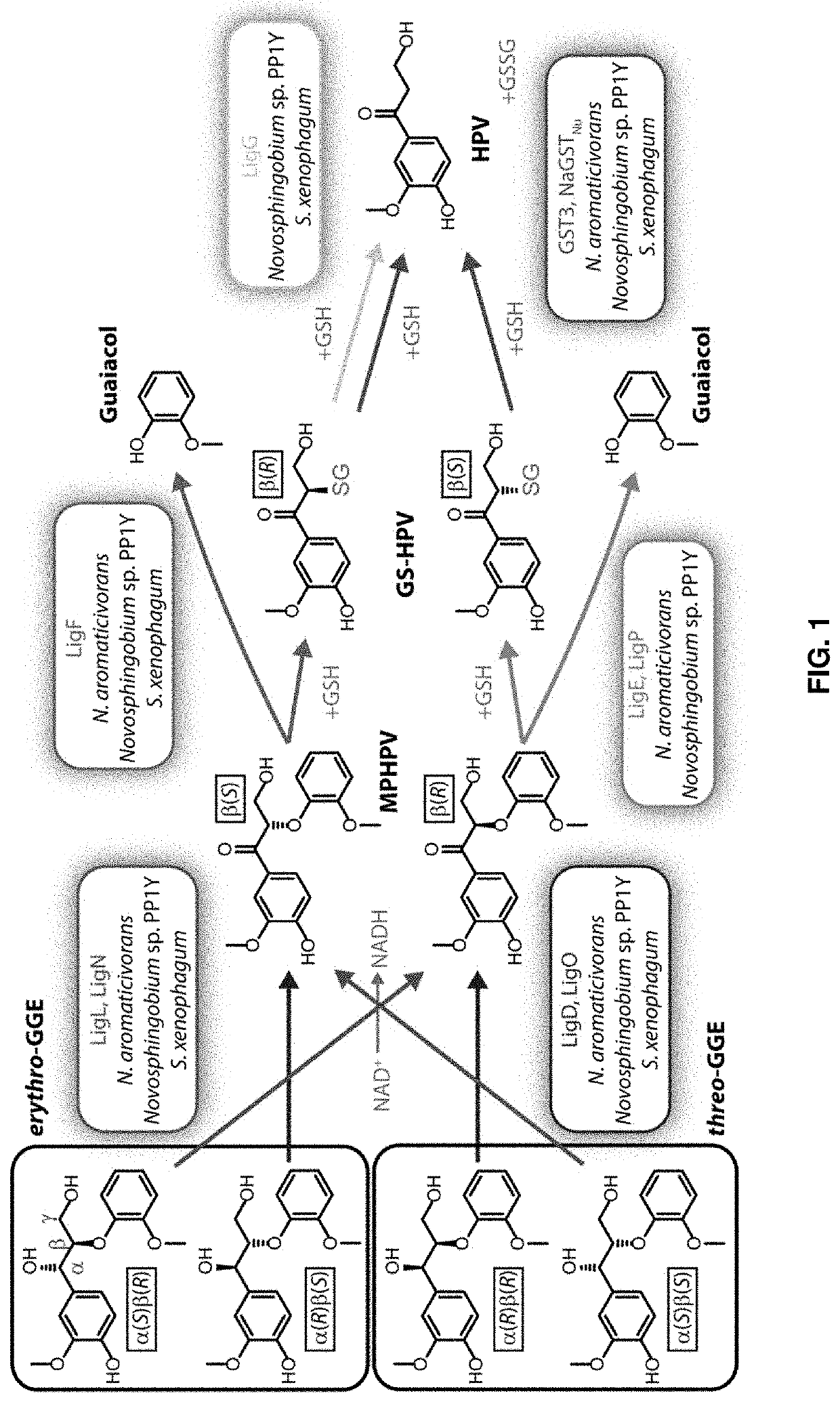 In vitro methods for processing lignin and other aromatic compounds