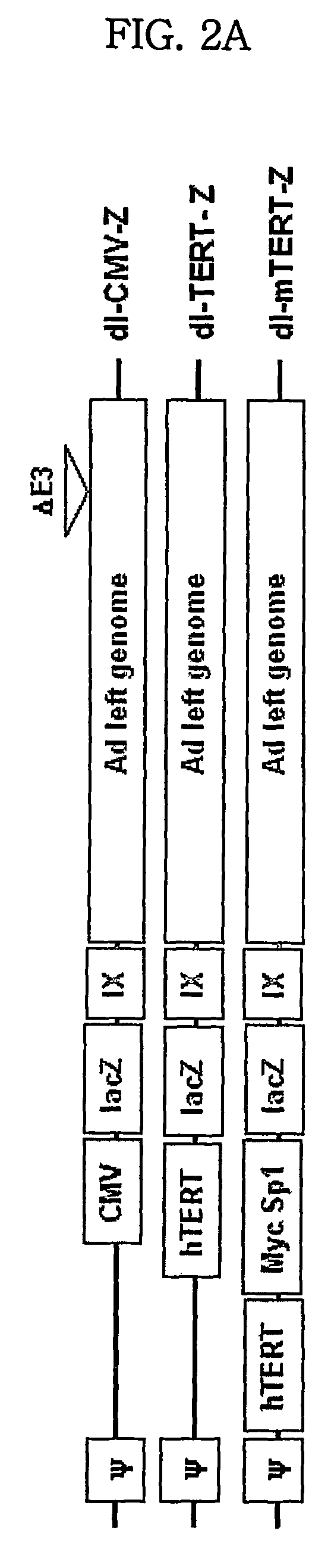 Modified tert promoter with enhanced tumor-specificity and strength and recombinant vector comprising the same