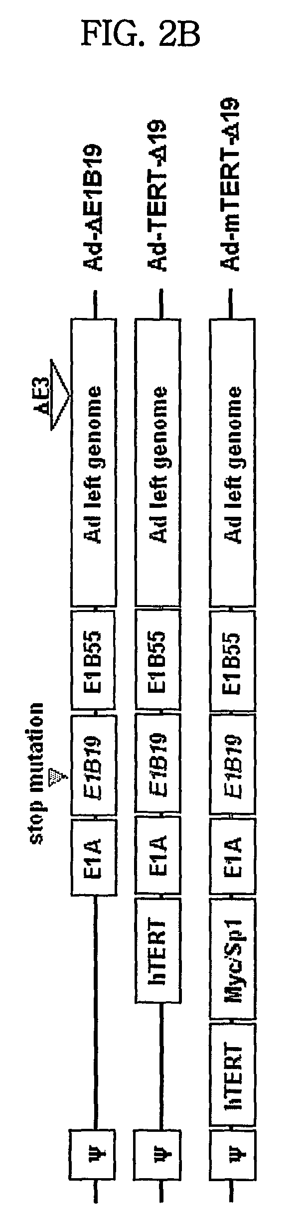 Modified tert promoter with enhanced tumor-specificity and strength and recombinant vector comprising the same