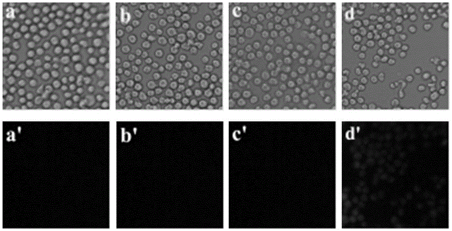 Application of compounds based on rhodamine B and thiobisethylamine in live cell imaging
