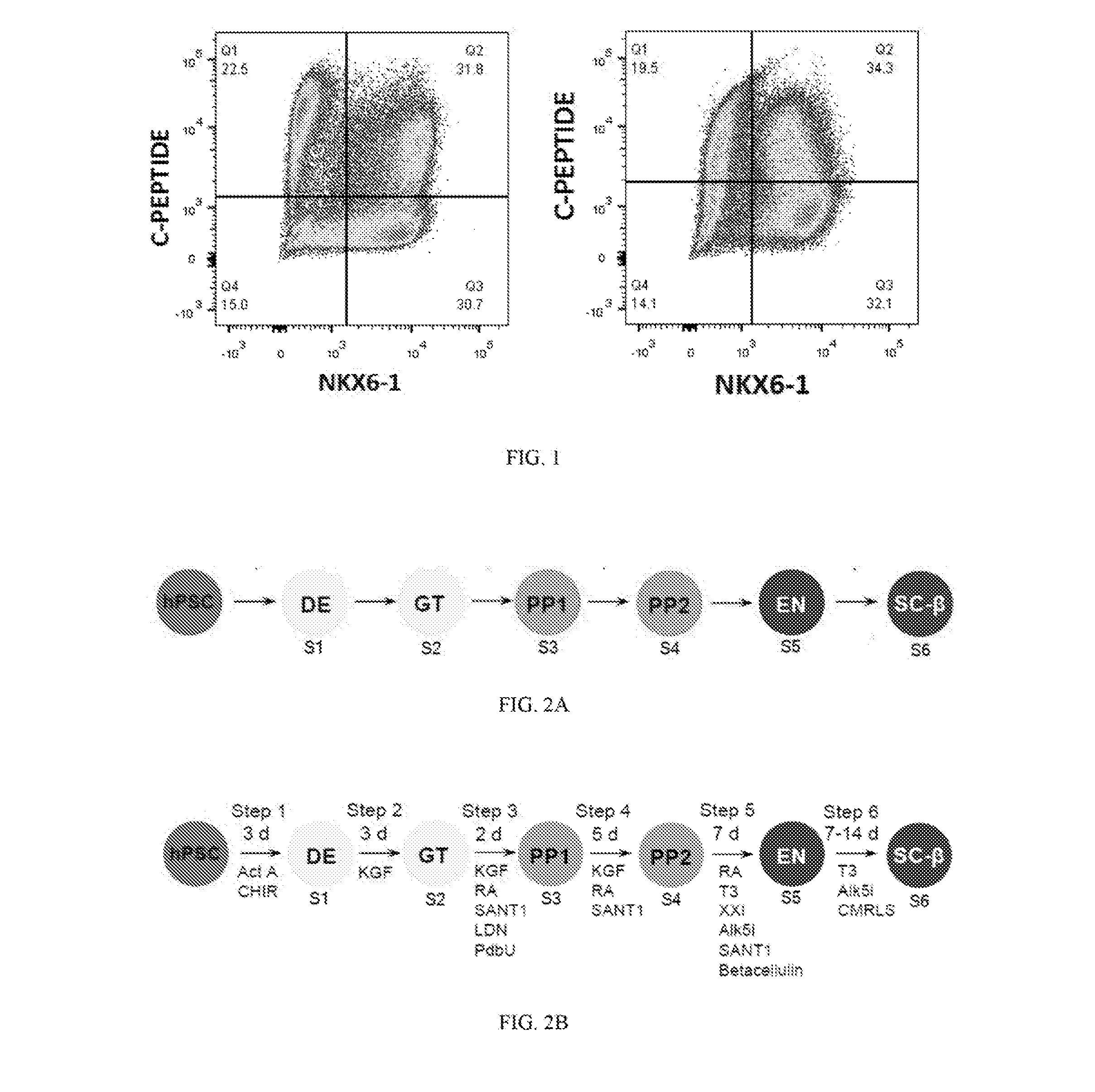 Serum-free in vitro directed differentiation protocol for generating stem cell-derived beta cells and uses thereof