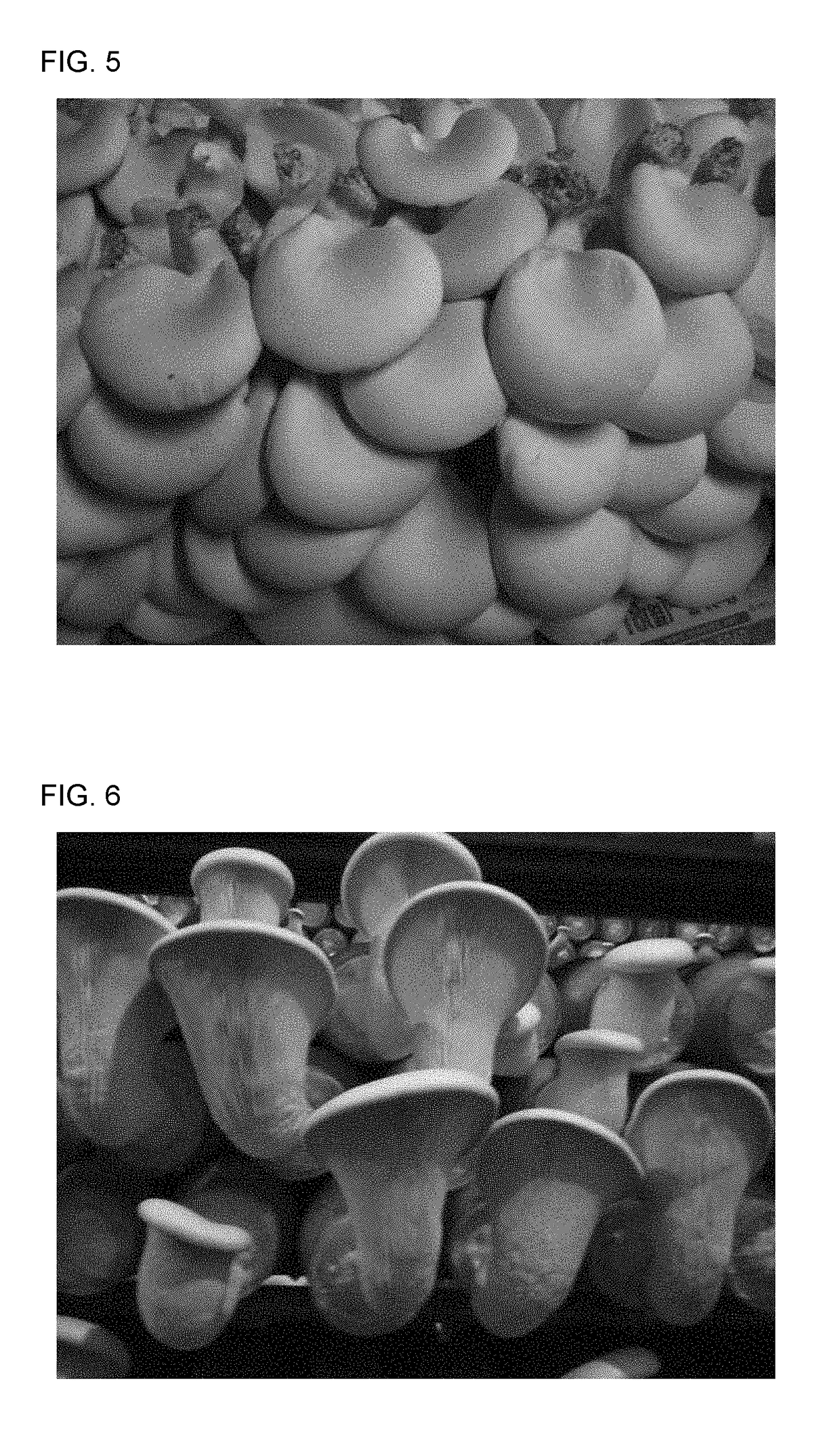 Strain of <i>Pleurotus nebrodensis</i>