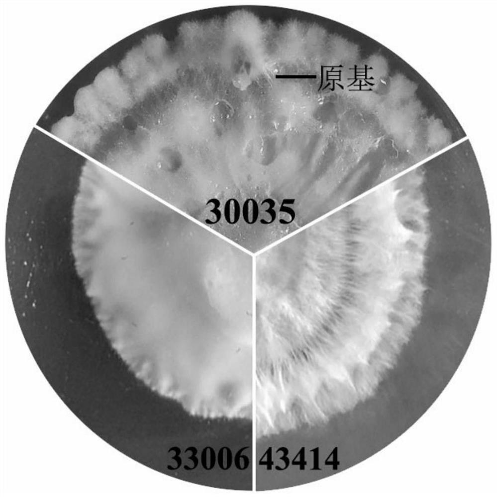 A high-yield and high-quality cultivated strain of Cordyceps guangdong and its identification primers and identification methods