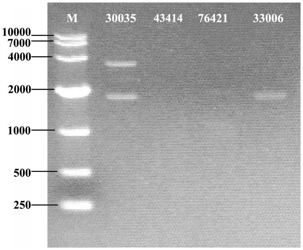 A high-yield and high-quality cultivated strain of Cordyceps guangdong and its identification primers and identification methods