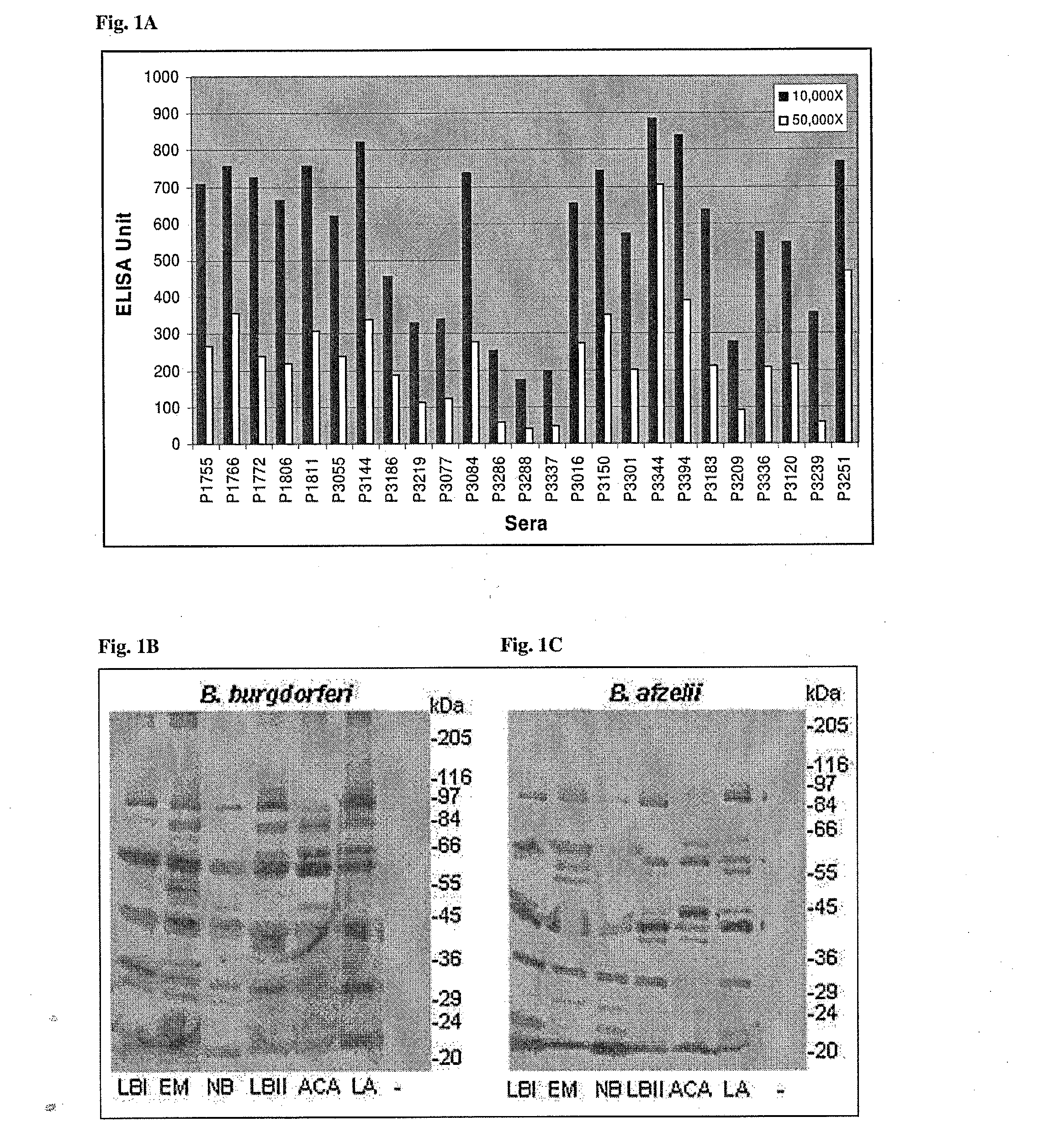 Borrelia antigens