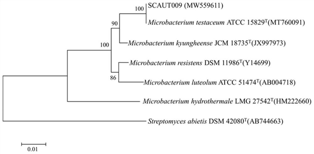 Actinomycete strain SCAUT009 and application thereof