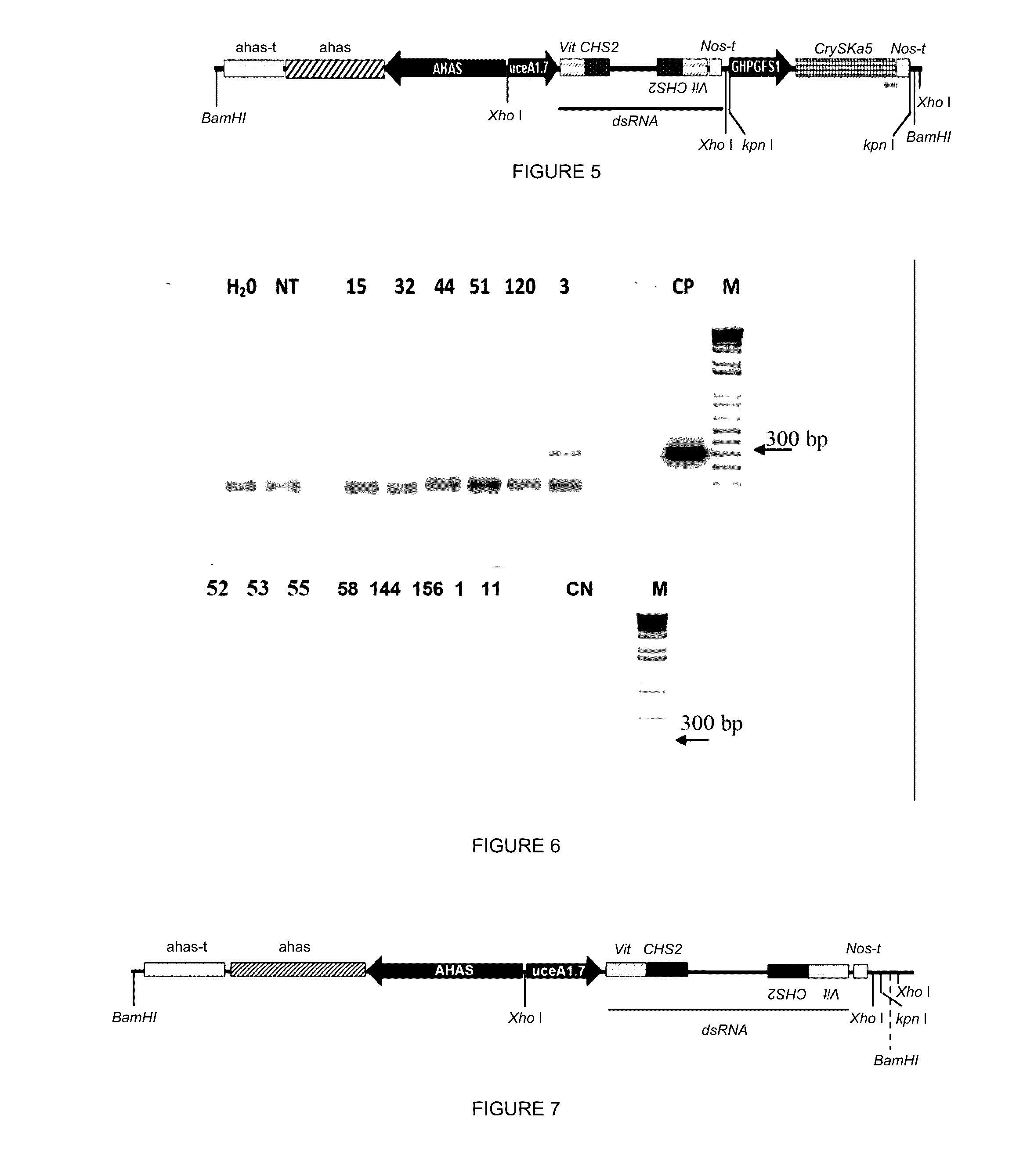 Method and compositions for controlling insect pests on plants by silencing genes of the chitin synthase and vitellogenin family, and alternatively by expression of a cry toxin gene
