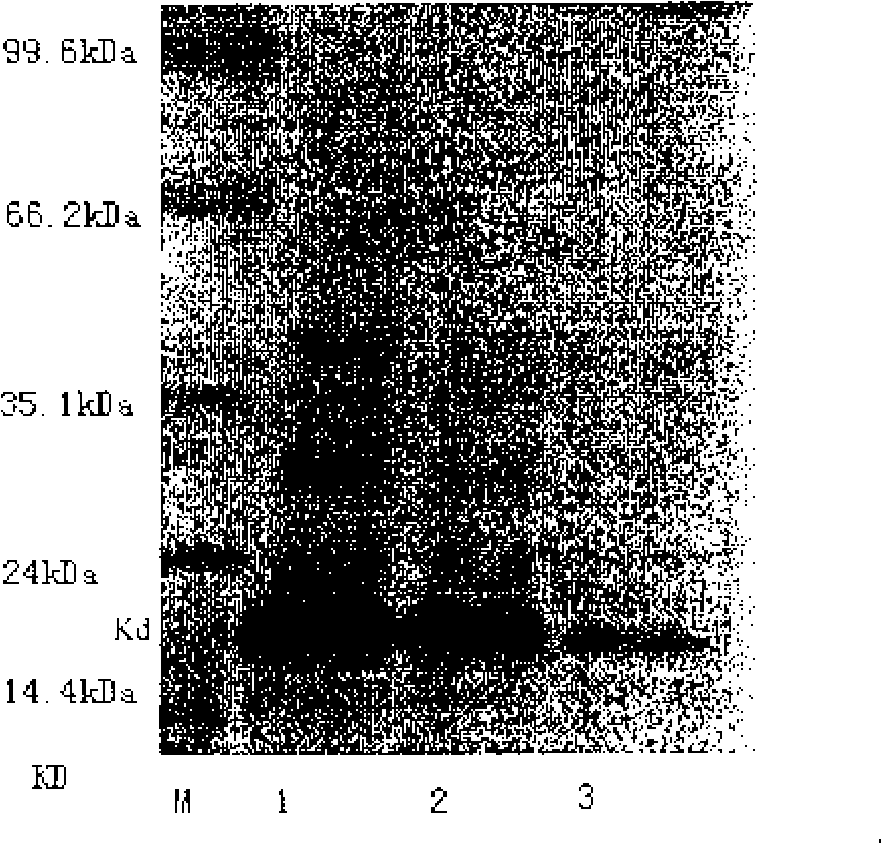 Recombinant rubella virus E1 protein and uses thereof