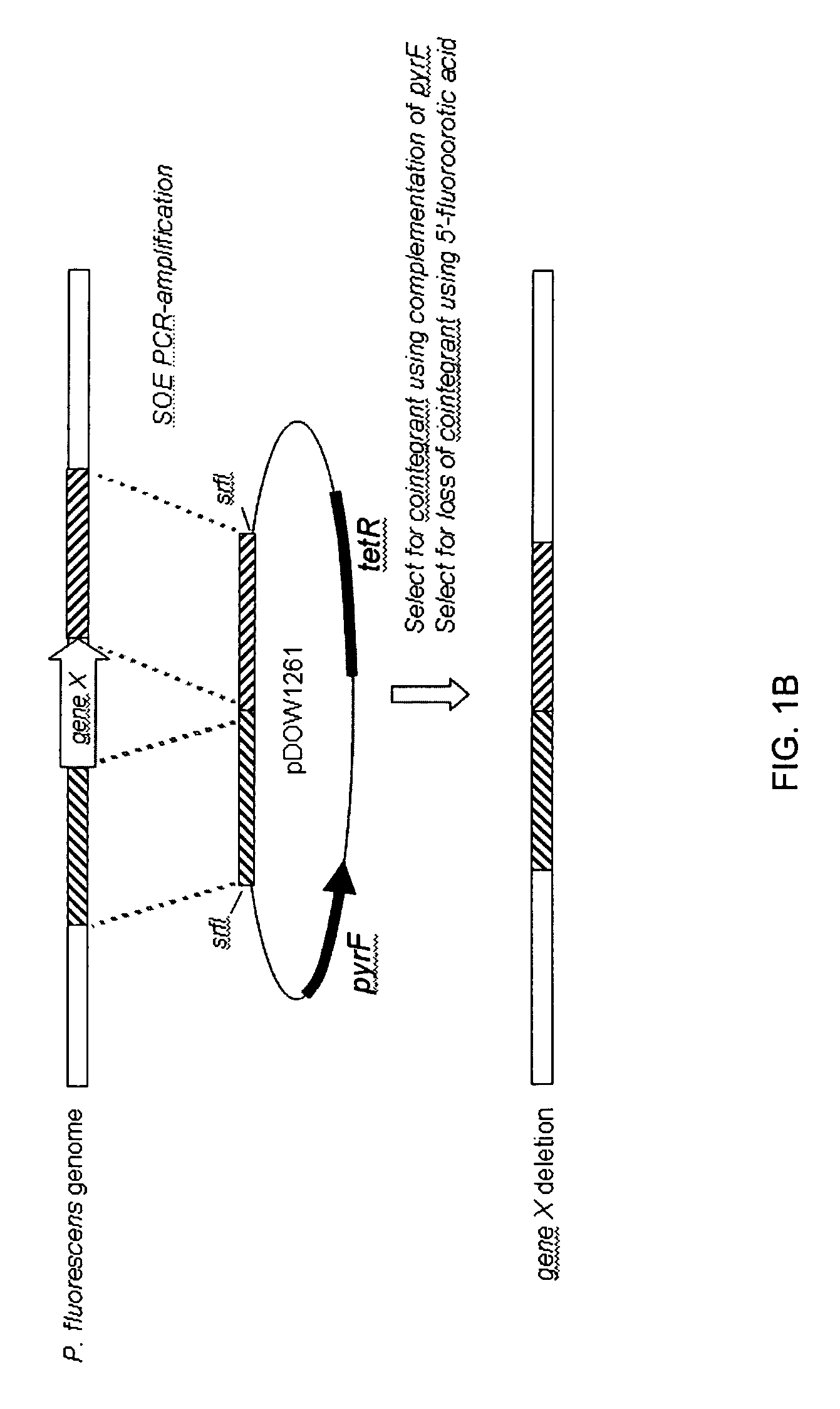 Method for rapidly screening microbial hosts to identify certain strains with improved yield and/or quality in the expression of heterologous proteins