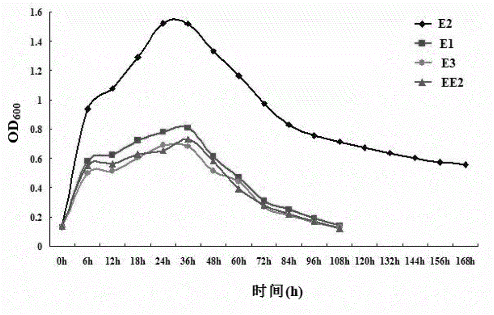 Pseudomonas putida capable of efficiently degrading estrogen and acquisition and application thereof